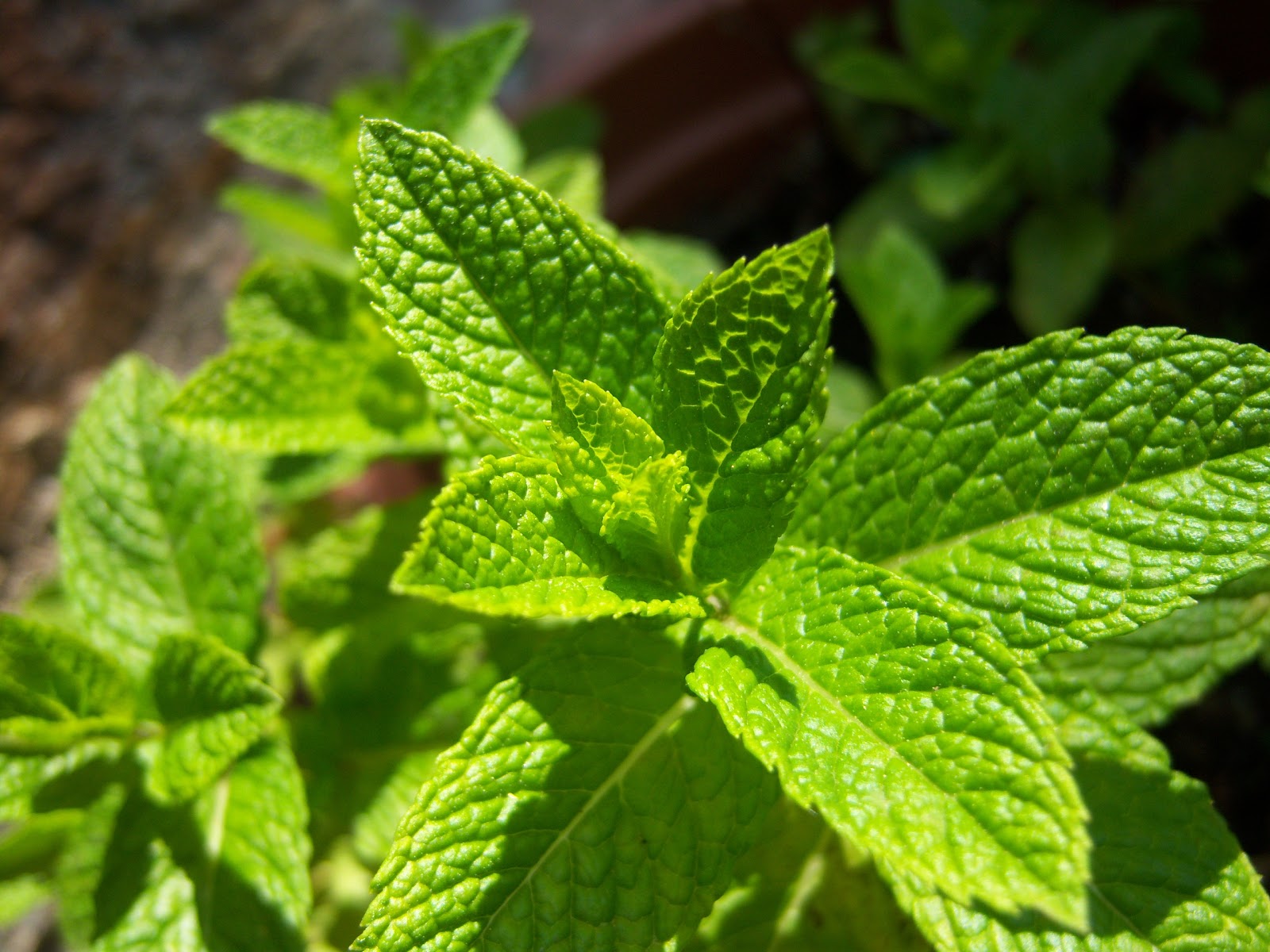 Мята революционная. Mentha spicata мята колосистая. Мята колосковая(Mentha spicata l.). Мята колосистая 'Spanish' Mentha spicata 'Spanish'. Мята Садовая / колосистая Mentha spicata.