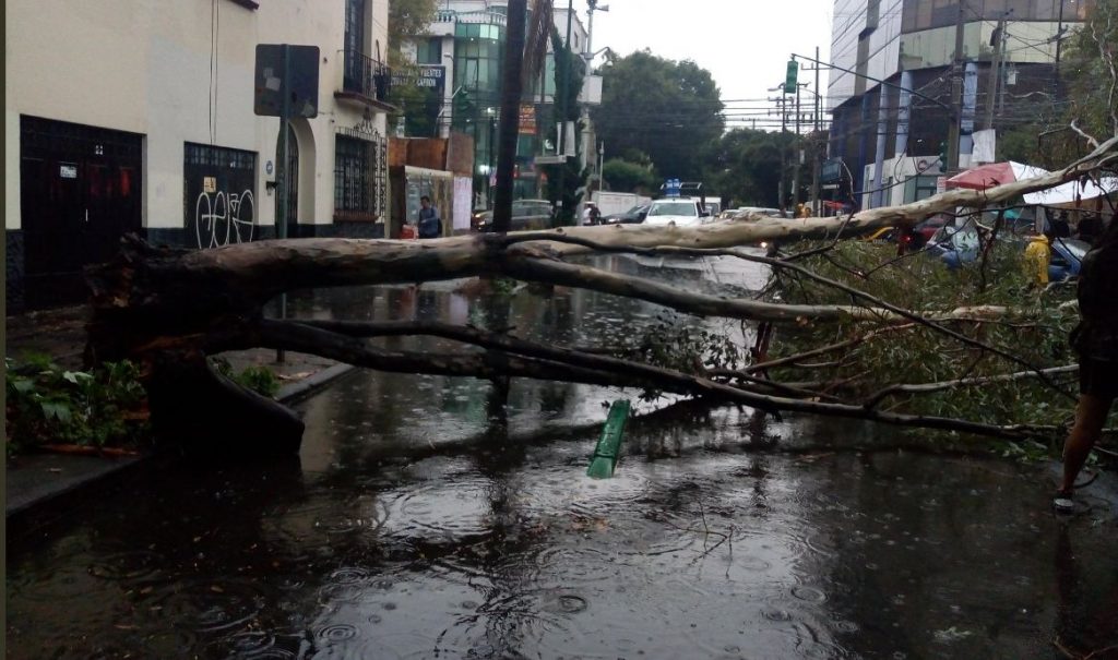 Debido A Fuertes Lluvias Reportan Caídas De árboles En La Cdmx Diario Basta 4985