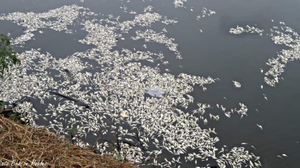 Aparecen peces muertos en la Laguna de las Ilusiones