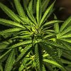 Aprueban cambios en dictamen dela Ley Federal para la Regulación del Cannabis