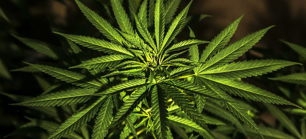 Aprueban cambios en dictamen dela Ley Federal para la Regulación del Cannabis