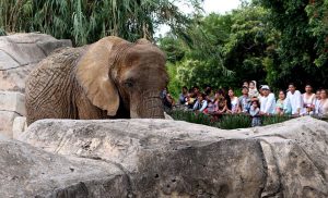 Ely la elefanta, se encuentra en buenas condiciones en zoológico de Aragón