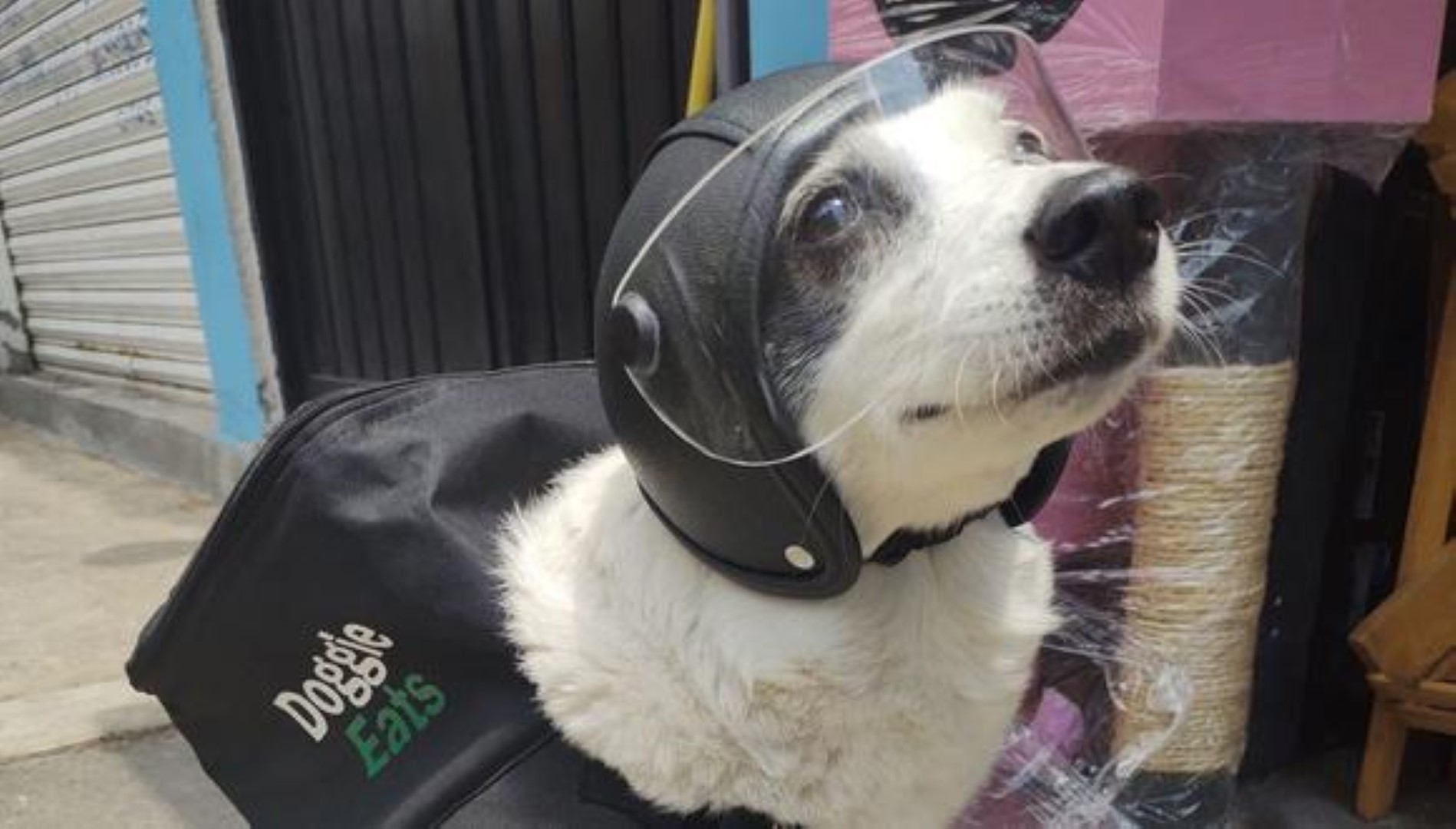 Perrita traBAJA de repartidora para ayudar a su refugio