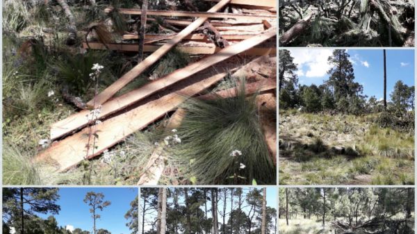 Denuncian comuneros daño ecológico y cacería clandestina en Milpa Alta