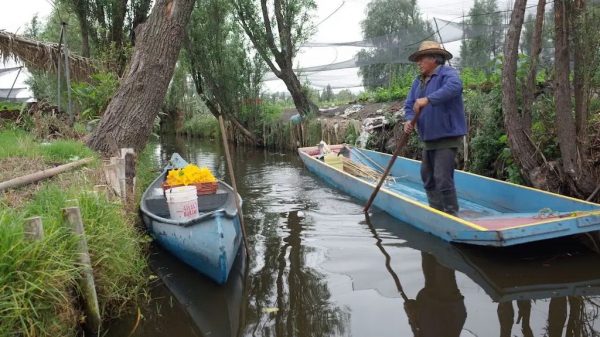 Chinamperos de Xochimilco buscan sacar ventaja tras inundación