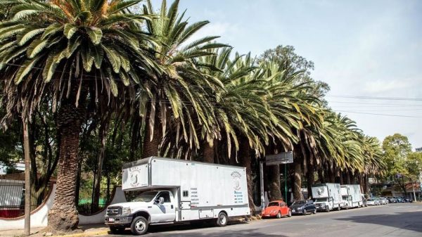 Piden a Sedema controlar plaga de falsa chicharra