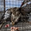 Descarada venta ilegal de Aguilas en Magdalena Contreras