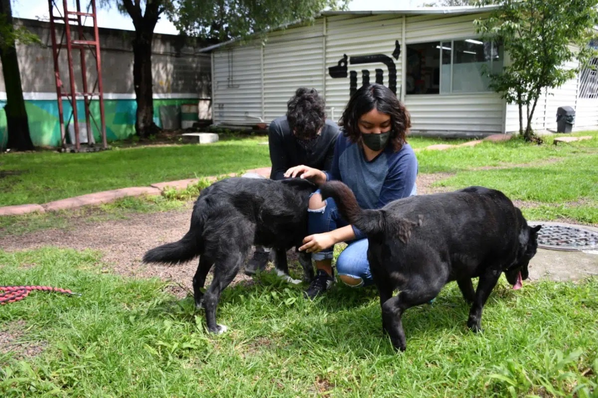 El metro da en adopción a perritos rescatados