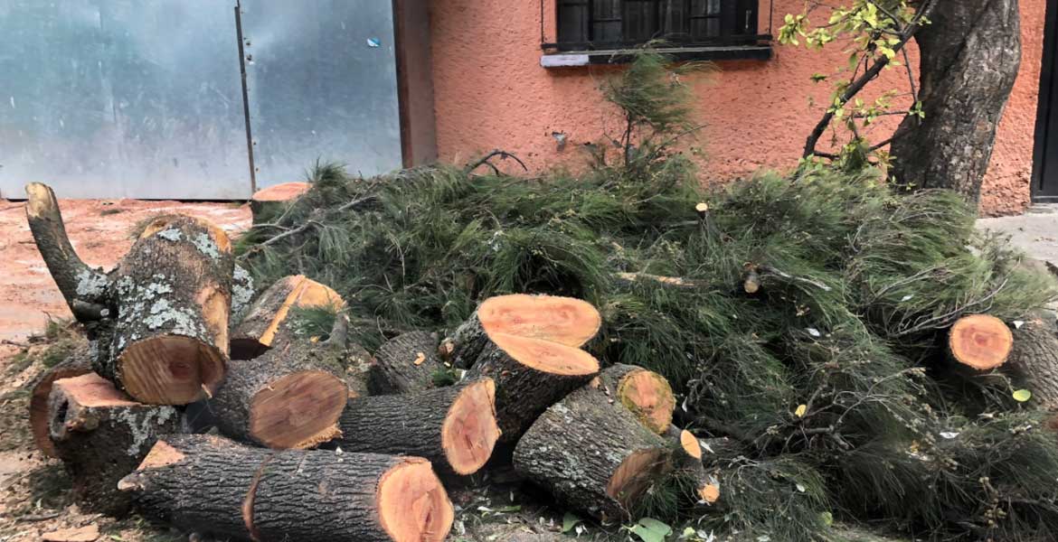 Vecinos de Coyoacán denuncian tala ilegal de árboles – Diario Basta!