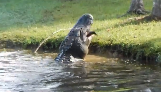 Sorprende VIDEO de caimán devorando a un “cocodrilo”