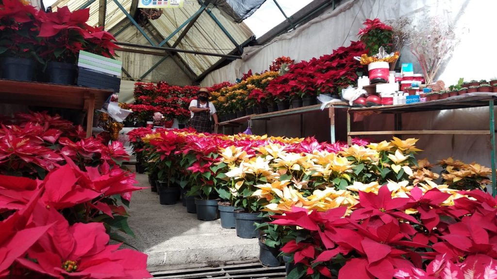 En Xochimilco inicia la venta de flores de Noche Buena – Diario Basta!