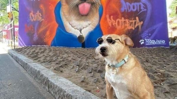 Inmortalizan en un mural a Toquinho, perrito parapléjico
