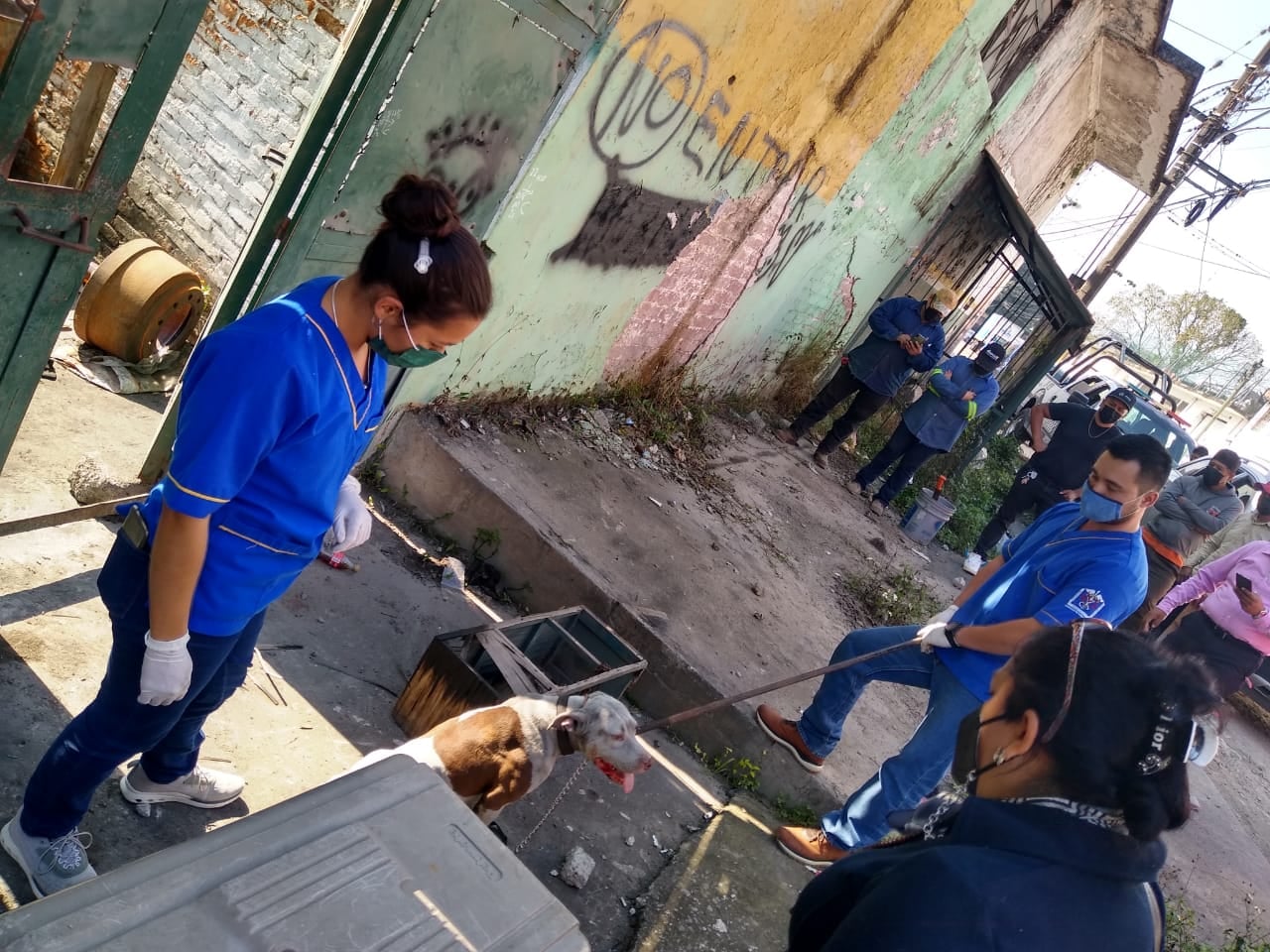 Rescatan a perro maltratado en Córdoba; lo usaban para "cuidar" un predio