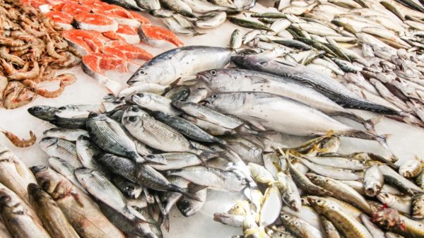 Impulsarán consumo masivo de pescado en la CDMX