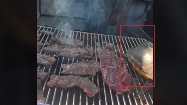 VIDEO: Cocinan tortuga viva en Tabasco
