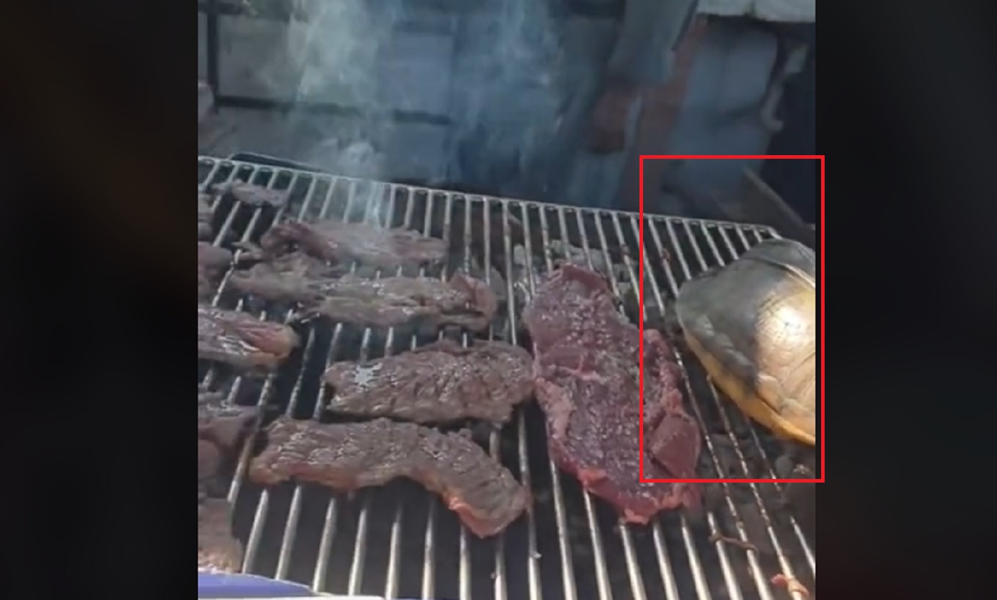 VIDEO: Cocinan tortuga viva en Tabasco