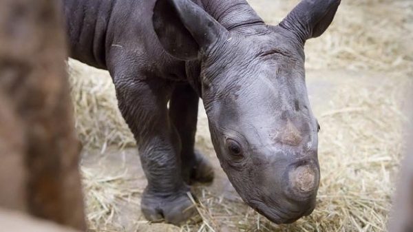 "Kiev", nombre del rinoceronte negro, recién nacido en safari checo