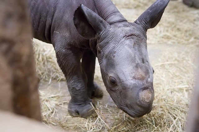 "Kiev", nombre del rinoceronte negro, recién nacido en safari checo
