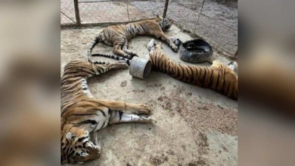 Sin alimento ni agua: dejan morir a tres tigres decomisados al narco