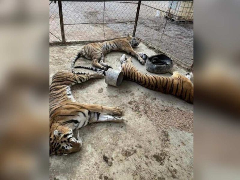 Sin alimento ni agua: dejan morir a tres tigres decomisados al narco