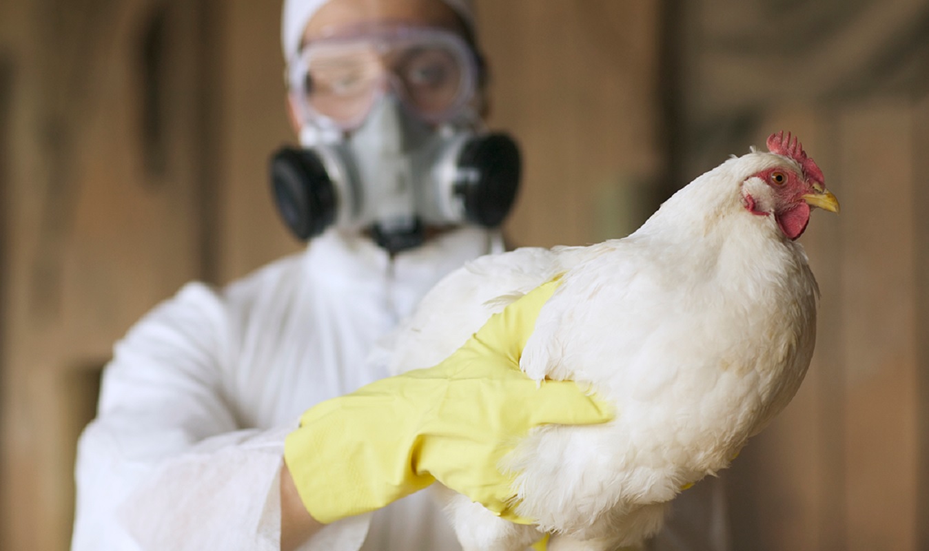 Estados Unidos registra primer caso humano de gripe aviar H5