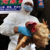 Detectan en China primer caso de gripe aviar H3N8 en humanos