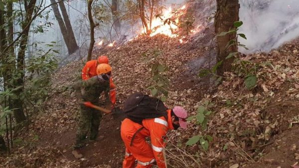 Cuatro de cada 10 incendios forestales son por actividades ilícitas