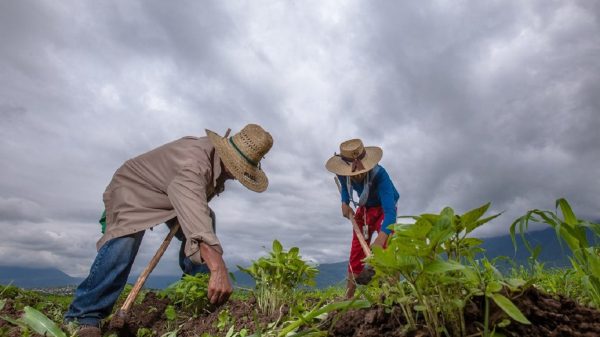 Fomentarán producción de alimentos de autoconsumo en México