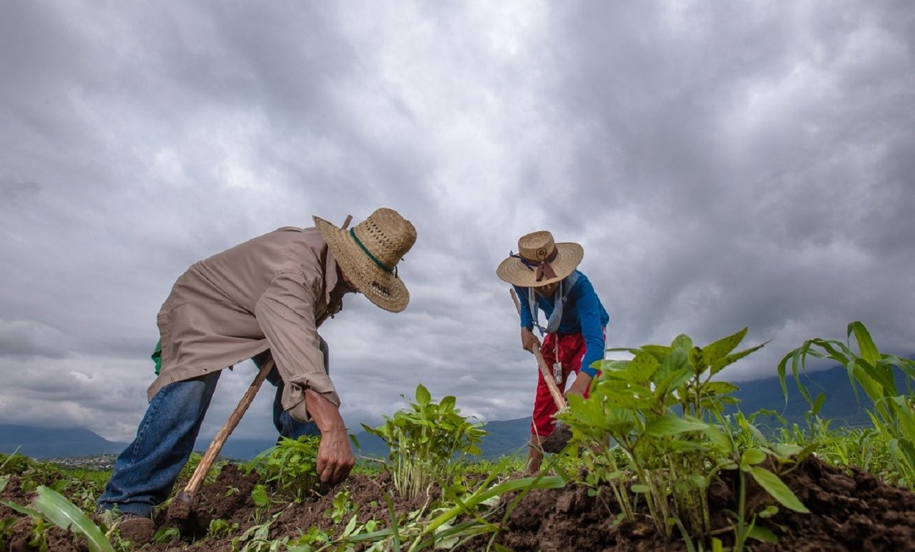 Fomentarán producción de alimentos de autoconsumo en México