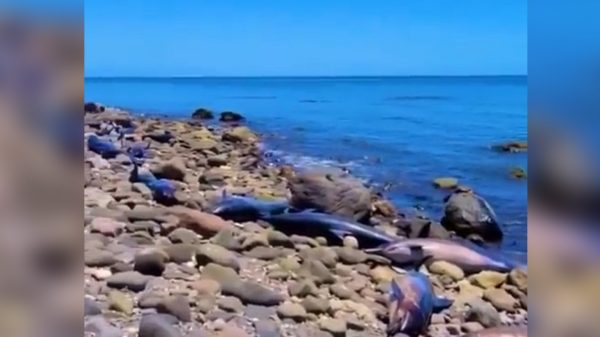 Aparecen 30 delfines muertos en BCS