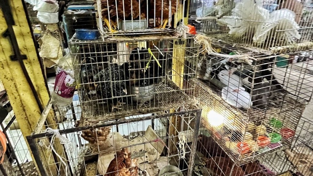 Indiscriminada Venta De Animales En El Mercado De Sonora – Diario Basta!