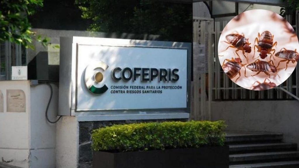 Denuncian plaga de chinches en Cofepris – Diario Basta!