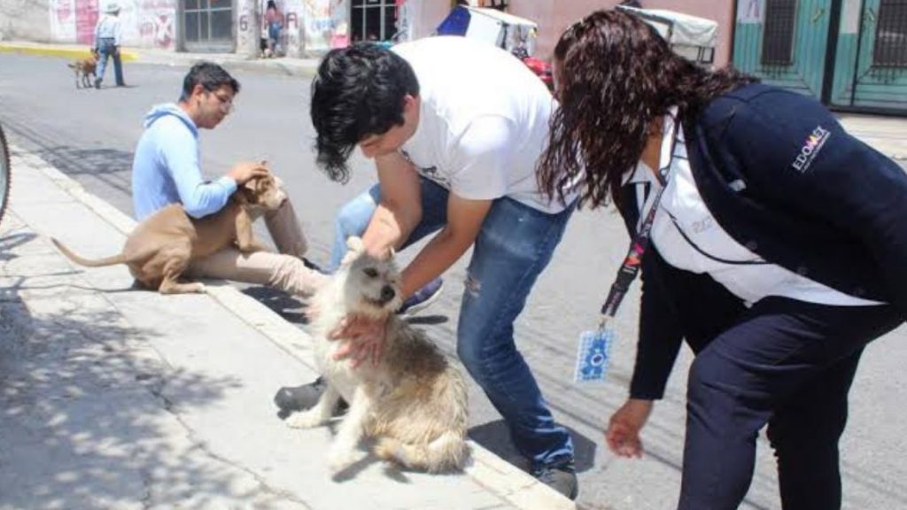 Chimalhuacán Antirrabic Campaign at Risk